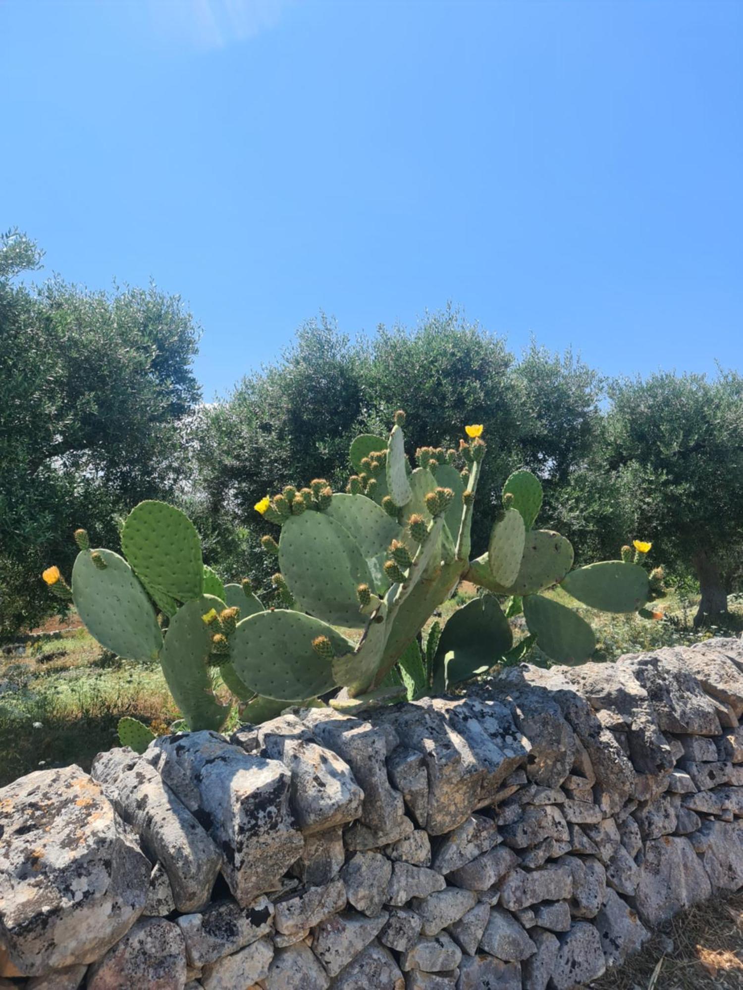 Masseria Gianca Cisternino Buitenkant foto